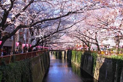 The Best Time To Visit Japan For Cherry Blossoms Revealed