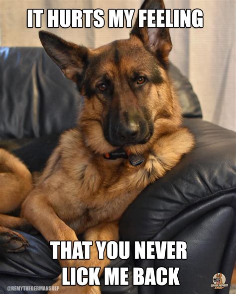 50 Funniest German Shepherd Memes Vlrengbr