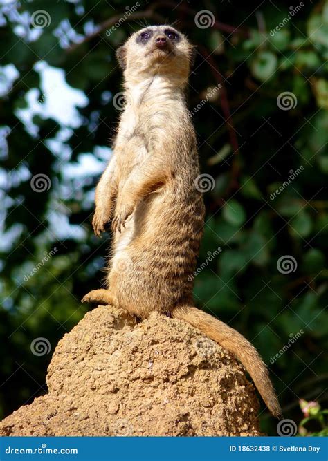 Meerkat On Lookout Standing Up Stock Photo Image Of Africa Animal