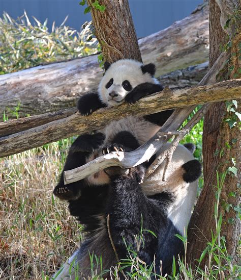 Hanging On Bao Bao Female Giant Panda Cub Born August 2 Flickr