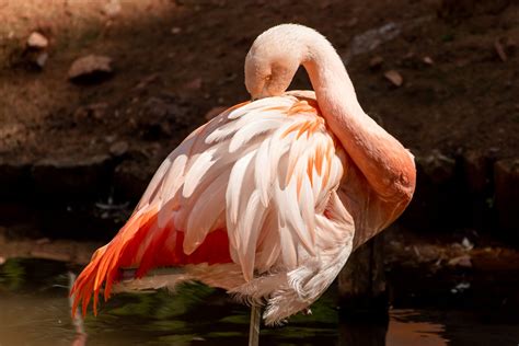 Visit Chilean Flamingo - A Zoo With Chilean Flamingo • Paignton Zoo