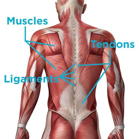 Raise your hips to form a straight line from your shoulders to your knees (use a support if needed). Anatomy Of The Hip And Lower Back - Anatomy Drawing Diagram