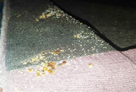 Pests We Treat Severe Bed Bug Infestation In Red Bank Nj Bed Bug