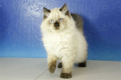 Pagesbusinesseslocal servicepet servicepet sittervanillabelle ragdoll kittens, new york. Ragamuffin Kittens For Sale Ny