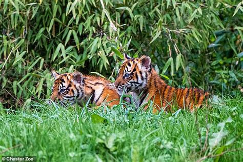 Rare Sumatran Tiger Cubs Twins Emerge From Their Den At Chester Zoo For