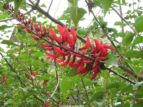Facts About Erythrina Or Coral Tree