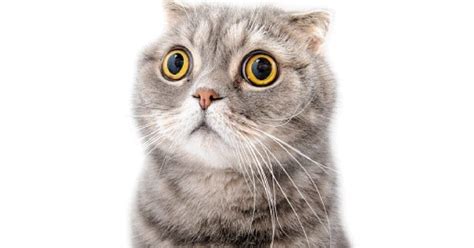20 Gorgeous Cat Breeds With Big Eyes To Swoon Over W Videos