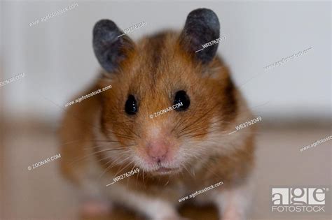 Goldhamster Mesocricetus Auratus Stock Photo Picture And Royalty