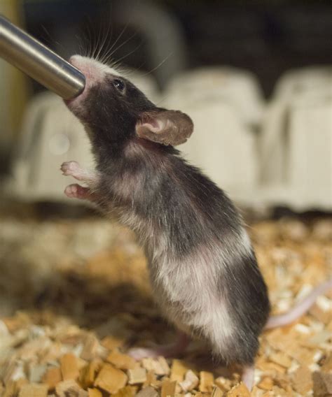 Filepet Mouse Drinking Wikimedia Commons