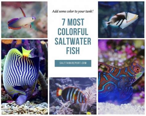 7 Most Colorful Saltwater Fish These Are Stunning Salt Tank Report