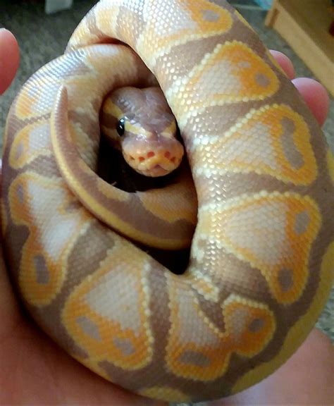 Download Pet Snakes Cute Wayangpetscom