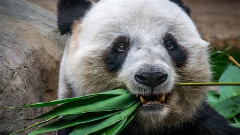 Panda Teeth Are Self Regenerating Chinese And Us Scientists Find And