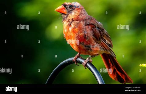 Molting Northern Cardinal Perches In The Garden Stock Photo Alamy