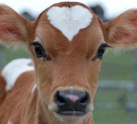 Calf With Heart Marking Cutest Paw Cute Cows Cute Animals Animals