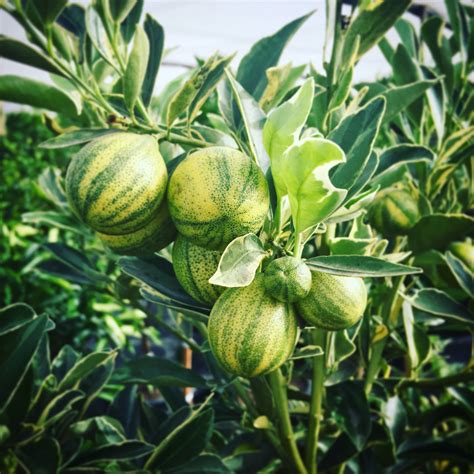 The first record of this plant is in chinese literature from the 12th century c.e. Centennial Variegated Kumquat | Citrus trees, Growing ...