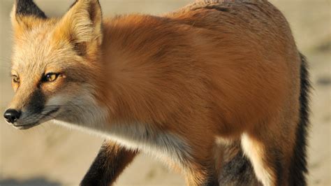 With Its Name As A Hint The Rare Cascade Red Fox Is A Subspecies Of