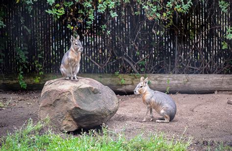 Animals Of The Tropical Andes Charles Paddock Zoo Your Central