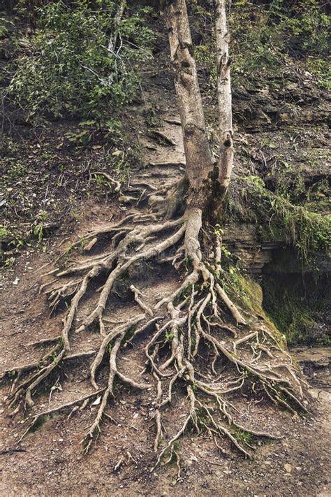 Naked Roots On A Very Old Beech Tree And Blue Sky Stock Photo Image Of Beech Loneliness