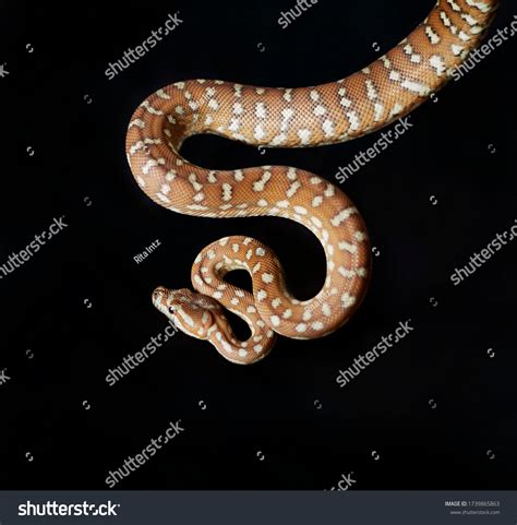 Brown Snake Yellow Spots On Black Stock Photo 1739865863 Shutterstock