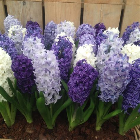 Buy Garden Hyacinth Bulb Collection Cool Shades Garden Hyacinth