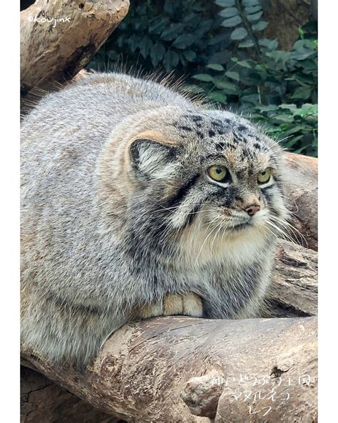 Pin On Save Pallas Cats