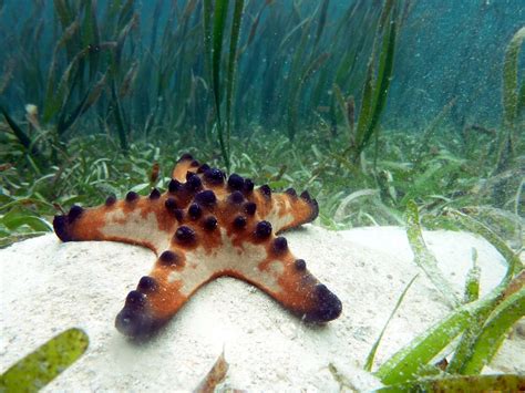 Protoreaster Nodosus Commonly Known As The Chocolate Chip Seastar Are
