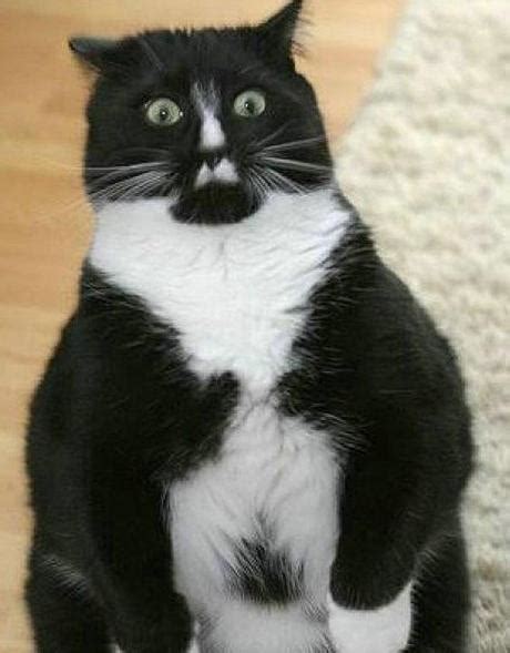 Ten Pictures Of Surprised Cats That Might Well Surprise You