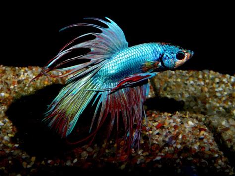 Betta Siamese Fighting Fish Underwater Tropical Psychedelic
