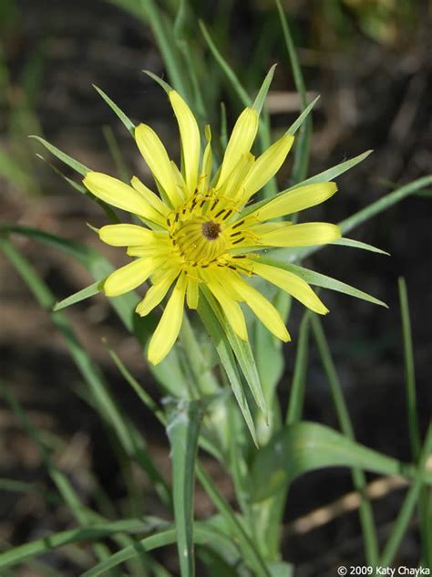 It is also known as herman's pride, dummy nettle, and silver frost. Tragopogon dubius (Yellow Goat's Beard): Minnesota Wildflowers