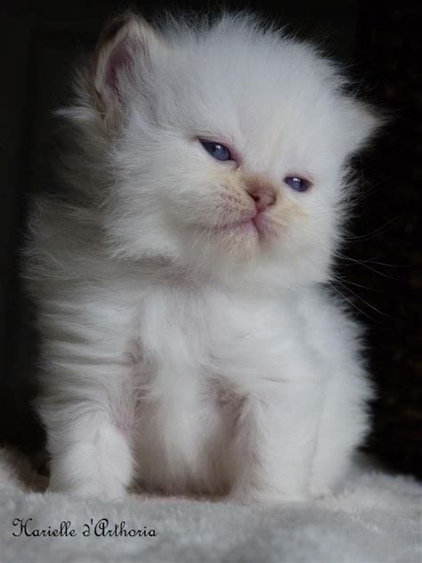 British longhairs make good indoor cats, as they are less active than many breeds, and content with a sedentary. Harielle - Femelle - British longhair chocolat golden ...