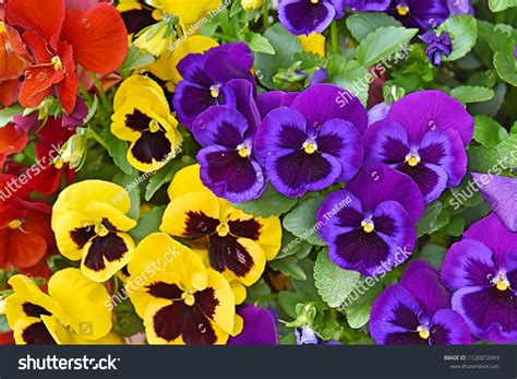 99108 Pansies Images Stock Photos And Vectors Shutterstock