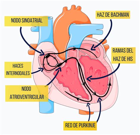 Sistema De Conducción Del Corazón 🔹paradigmia