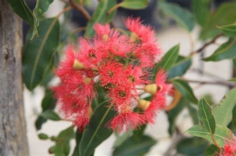 Corymbia Red Flowering Gum Perth Wa Online Garden Centre