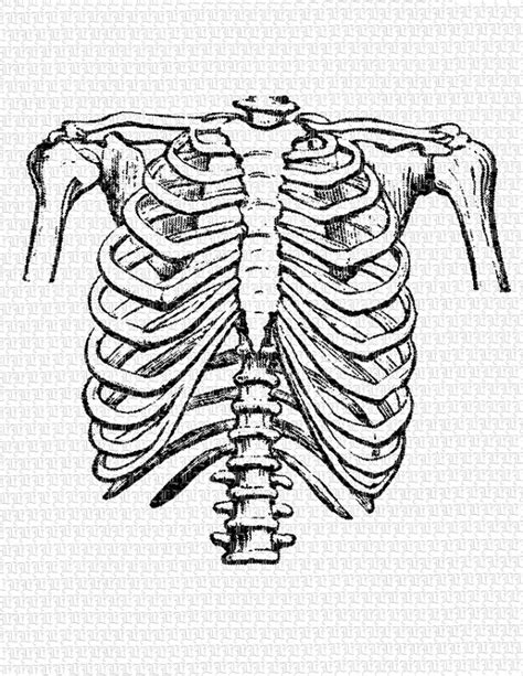 Rib Cage Heart Drawing Sketch Coloring Page 8944 The Best Porn Website