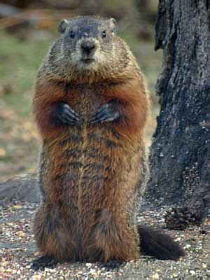 Groundhogs are primarily herbivores and rely on typical garden crops; Uncle Macs Garden Shed: THE CHILDREN'S HOUR WITH ...