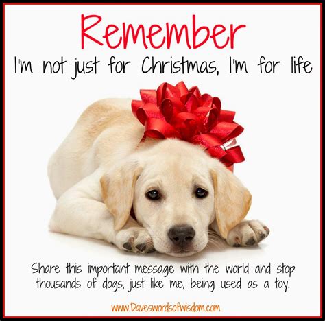 A Pet Is Not Just For Christmas