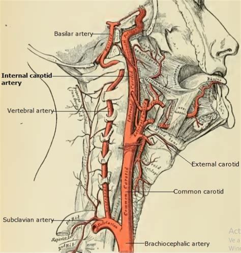 Anatomical variations of the internal carotid arteries and its clinical implications. Science & Medicine: Internal Carotid Artery