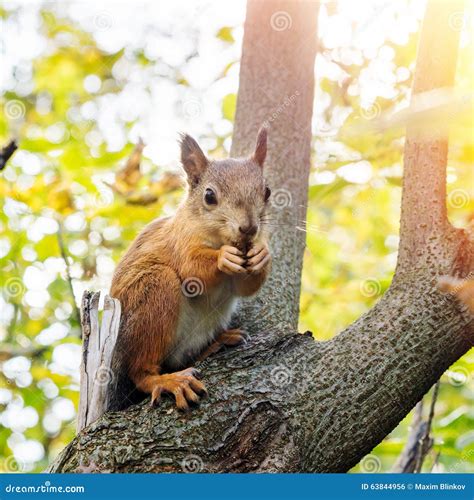 Squirrel Eating Nuts Stock Photo Image Of Chipmunk Animal 63844956