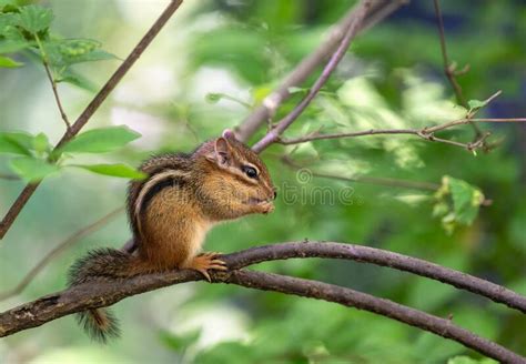 Eastern Chipmunk Eating A Nut In A Tree Stock Image Image Of Woodland