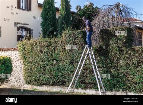 Man At Work On A Ladder With Hedge Trimmer In Action Gardening And