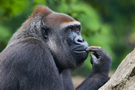 Thinking Gorilla Stock Photo Download Image Now Istock
