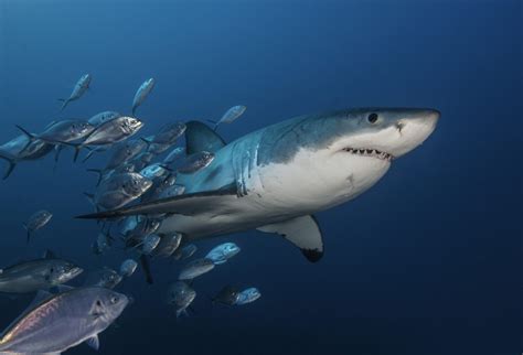Shark Week Schedule How To Watch The Discovery Specials