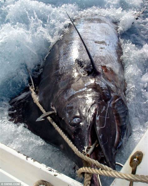 Pub Landlord Catches 1320lb Giant Marlin And Flies It 4000 Miles Home