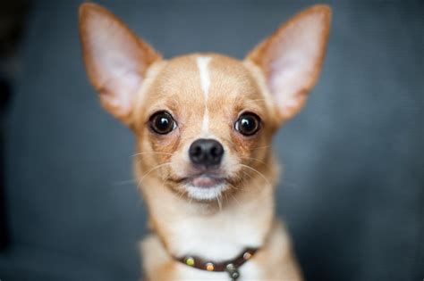 The Apple Head Chihuahua