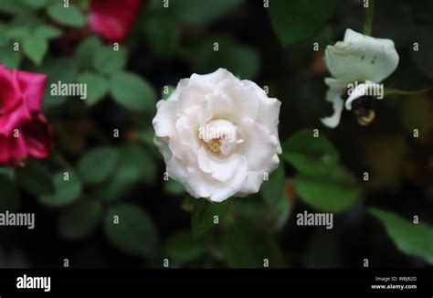 White Rose Beautiful Rose Flower In The Garden Stock Photo Alamy