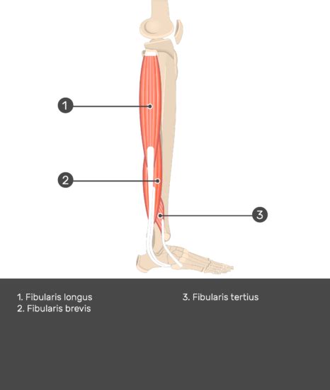 Fibularis Peroneus Brevis Muscle Attachments Actions And Innervation