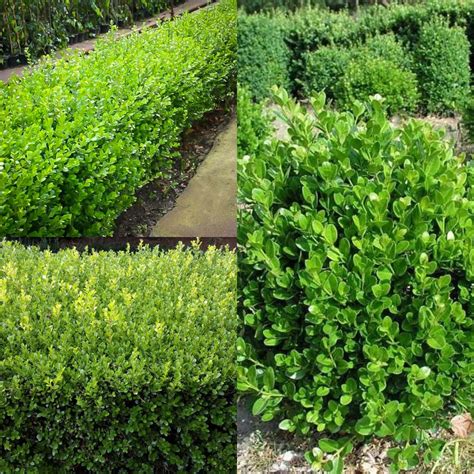 Seeds For Planting Buxus Microphylla Seeds Littleleaf Boxwood