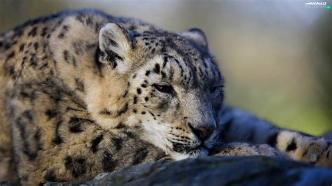 Snow Leopard Leopards Snowy Animals Wallpapers 1920x1080