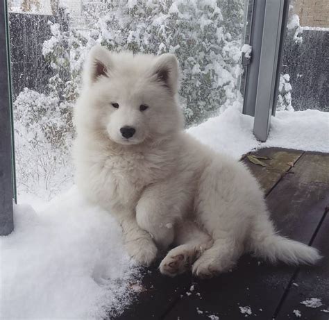 Pin By J E L I On Snow Samoyed Puppy Cute Baby Dogs Fluffy Dogs