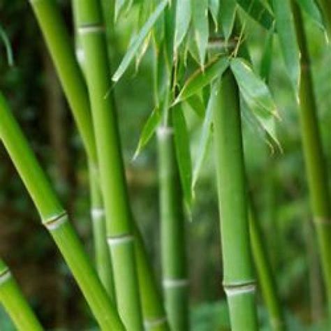 Bamboo Plant Buy Online India At Bets Price On